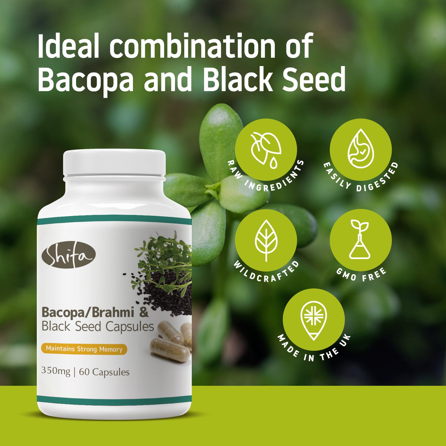 Bacopa/Brahmi & Black Seed Capsules (350mg | 60 Caps)