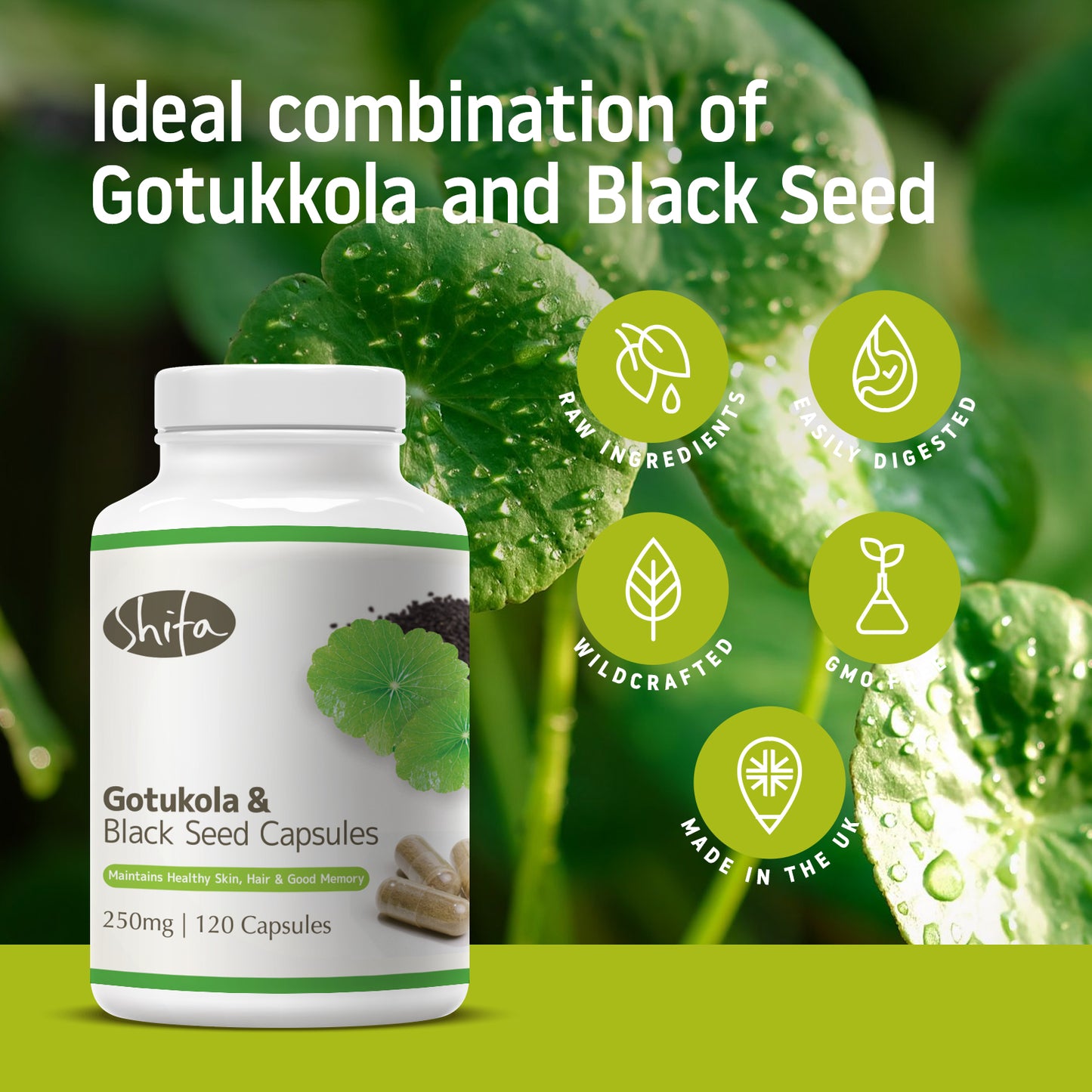 Gotukola & Black Seed Capsules (250mg | 120 Caps)