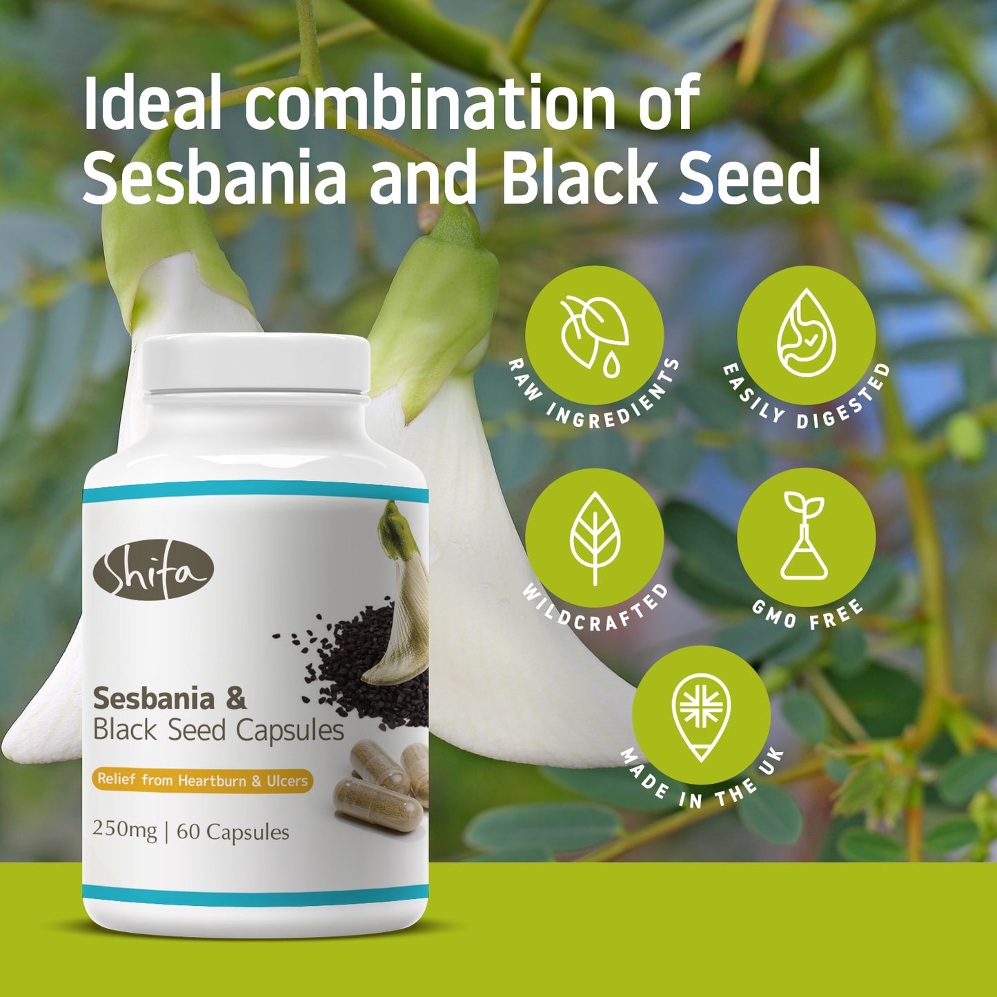 Sesbania & Black Seed Capsules (250mg | 60 Caps)